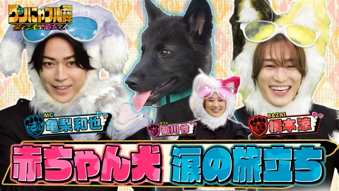 世界を救う！ワンにゃフル物語～柴と三毛と亀梨くん～ MC：亀梨和也！保護動物100匹牧場!?赤ちゃんウルフドッグの出会いと別れ