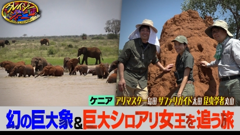 クレイジージャーニー 9月1日(月)放送分 世界に20頭！巨大な牙を持つ幻