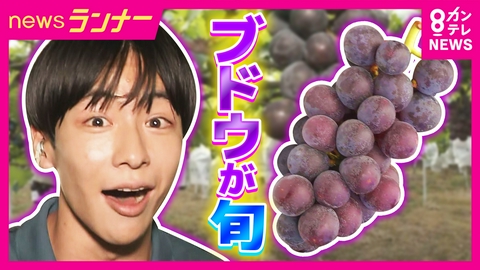 newsランナー 【中継】「ことしは1.3倍の大きさに」今が旬の『巨峰』は10年に1度の豊作　関西最大級の農園から秦アナが中継　珍しい“パイナップル味のブドウ”!?　和歌山