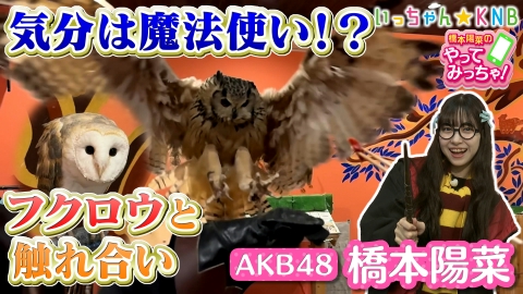 橋本陽菜のやってみっちゃ！ AKB48はるpyon×フクロウ