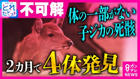 旬感LIVE とれたてっ！ 奈良公園で“体の一部がない”子ジカの死骸が2カ月で4件相次ぐ　“人による犯行”の可能性も「不自然さを感じました」「さすがに気持ち悪い」　関係者に困惑と不安