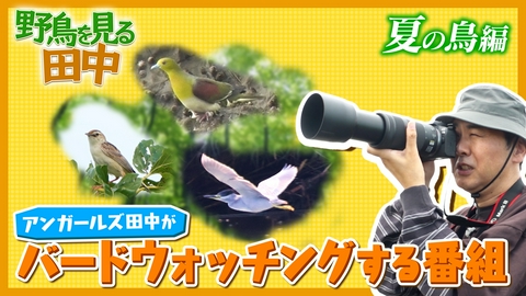 野鳥を見る田中 【アンガールズ田中卓志】がバードウォッチングする番組～夏編～