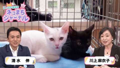 にゃなか放送局 ネコまちジャーナル 9月24日(水)放送分 川上麻衣子