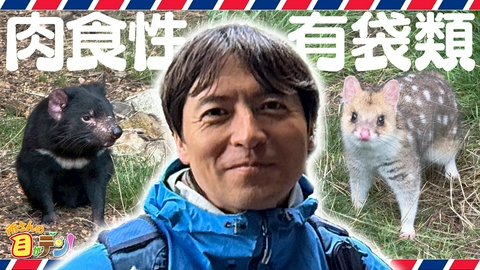 所さんの目がテン！ 桝太一海外SP肉食の有袋類タスマニアデビルの悪魔のような鳴声