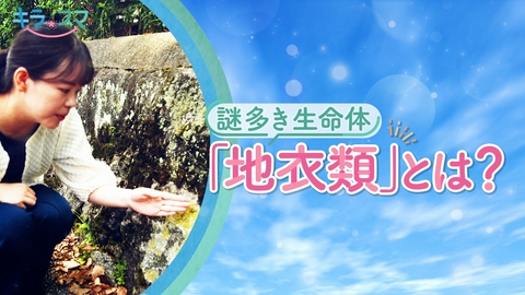 キラスマ 謎多き生命体“地衣類”の魅力とは？