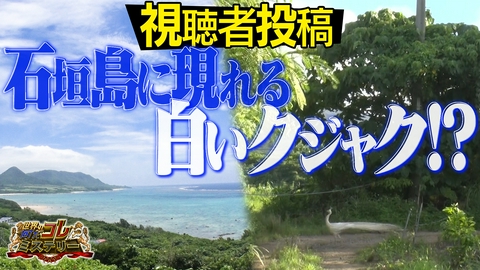 世界の何だコレ！？ミステリー 視聴者投稿！封印された箱＆白のクジャク？