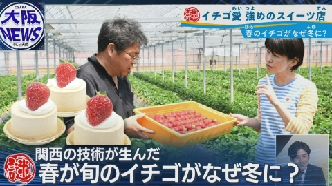 TVOやさしいニュース特集 品種改良じゃない⁉︎【冬でも美味しいイチゴのワケ】奈良県が変えた休眠を操る技術とは？