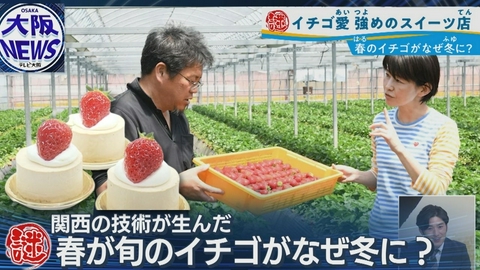 TVOやさしいニュース特集 品種改良じゃない⁉︎【冬でも美味しいイチゴのワケ】奈良県が変えた休眠を操る技術とは?
