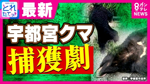 旬感LIVE とれたてっ！ 「余裕で上がれちゃうんだ」背より高いブロック塀を登る“宇都宮クマ”の恐怖　1頭捕獲も“もう1頭”？　警戒態勢続く　栃木･宇都宮の住宅街