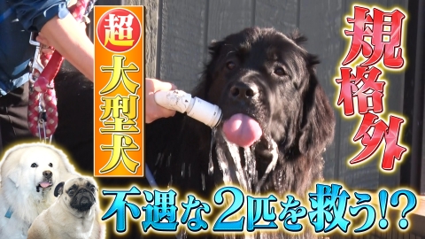 坂上どうぶつ王国 6月13日(金)放送分 大型犬ケンに新たな家族