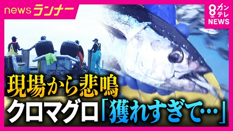 newsランナー 【異変】高級魚“クロマグロ”が「厄介者」に…　豊漁なのに“水揚げできない”　太平洋ではカツオが不漁　瀬戸内海では南の海の魚が急増