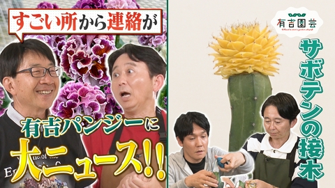 夢が咲く 有吉園芸～Road to start a garden shop～ サトウ園芸のパンジー近況報告＆簡単サボテンの接木に挑戦