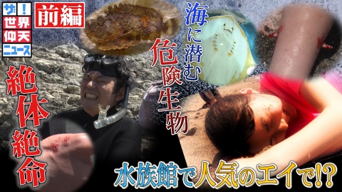 ザ！世界仰天ニュース 海に潜む衝撃の危険生物 前編