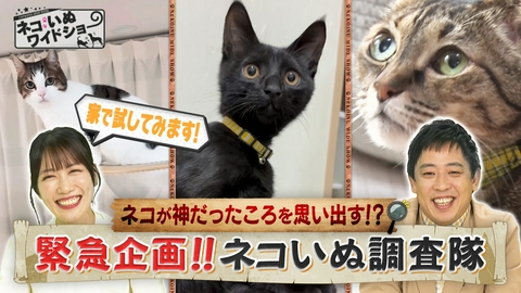 ネコいぬワイドショー ネコいぬ調査隊 ネコにエジプトの音楽を聴かせると…？/現役キックボクシング王者・保護犬格闘家の信念