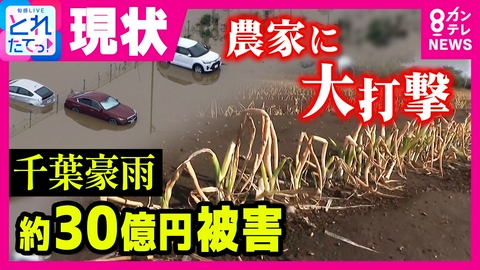 旬感LIVE とれたてっ！ 「放心状態になっちゃいました」種まき直後に再びゲリラ豪雨で栽培不可能に　“千葉豪雨”の影響で農家に大打撃　農林水産業の被害額は“約30億円”