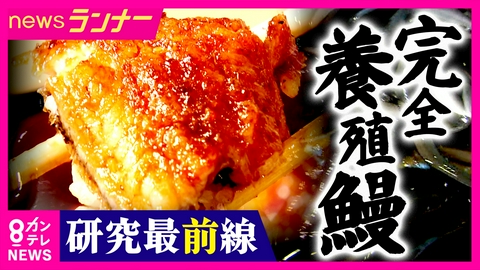 newsランナー 「琵琶湖に放流するとメスになって大きくなる」関西で進むウナギ養殖研究最前線　稚魚は“サメの卵”を食べることを発見　完全養殖ウナギの販売も開始　人に都合がいい鰻が生まれる？