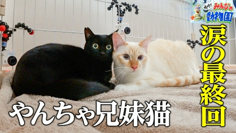 嗚呼!!みんなの動物園 青木マッチョ巡り激カワ猫バトル&やんちゃ兄妹猫最終回