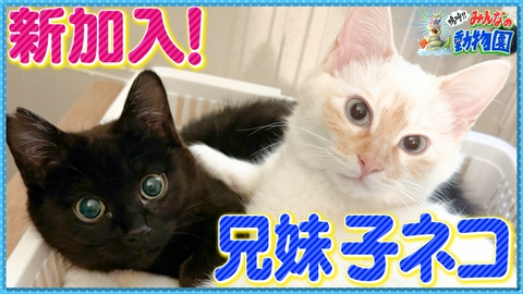嗚呼!!みんなの動物園 サンシャイン池崎新シリーズ＆子猫新企画スタート！