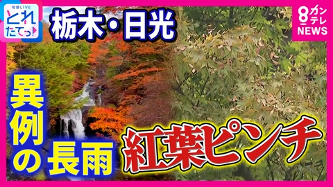旬感LIVE とれたてっ！ 「全国で最も少ない日照時間」異例の長雨で紅葉ピンチ!?　渇水していた“中禅寺湖”の水位は回復したけど…台風で観光客減　ゆばの生産量も低下　栃木・日光