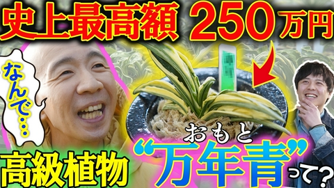 変態植物倶楽部 伝統園芸の万年青！春光園