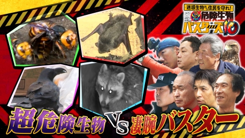 迷惑生物から住民を守れ！凄腕！危険生物バスターズ 危険生物バスターズ10★猛毒スズメバチVS凄腕バスター＆謎のイノシシ島