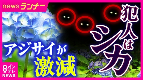 newsランナー 姫路の“名所”のアジサイが激減…その元凶はシカ　「毒性あっても気にせず食べる」神社襲った“食害”と復活願い活動する子供たち