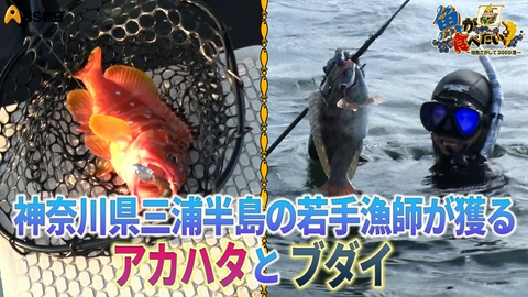 魚が食べたい！ ～地魚さがして3000港～ 三浦半島の城ヶ島…イセエビ、アカハタ、ブダイを狙う！