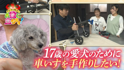かんさい情報ネットten.「お役にたちます」 １７歳の愛犬のために車いすを作りたい！