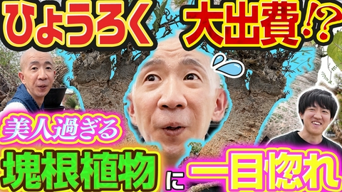 変態植物倶楽部 超巨大パキプス！樹齢300年の神秘・ハコネコ