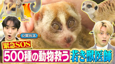 坂上どうぶつ王国 エキゾチック動物病院密着！小さな命を救え