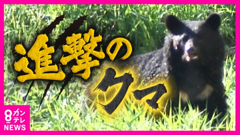 newsランナー 「眠らないクマ」「鏡を見るサル」進撃する野生動物たちの驚くべき生態　過疎化が招く人間社会への“侵攻”
