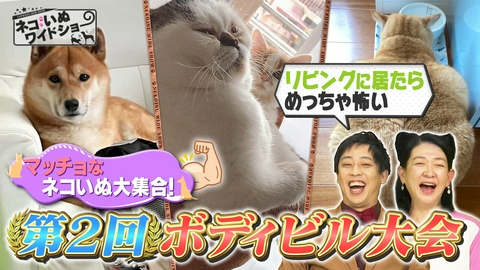 ネコいぬワイドショー ネコいぬボディービル大会！/1億5000万再生 世界で大反響！2本脚の保護ネコ