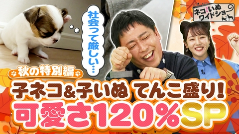 ネコいぬワイドショー 子ネコ＆子いぬてんこ盛り 120％癒やしスペシャル！