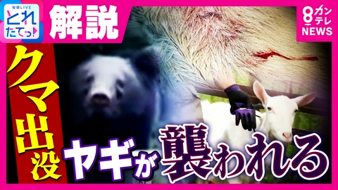 旬感LIVE とれたてっ！ 「たまげた」クマ出没相次ぐ　小屋を破壊しヤギに噛みつく　飼い主語る“恐怖の瞬間”　秋は「最も危険な季節」と専門家　東北では人的被害も