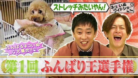 ネコいぬワイドショー 未確認生物ネコいぬ発見!?/一生懸命だからこそ愛おしい！ネコいぬふんばり王選手権