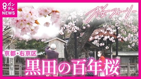 newsランナー 樹齢150年以上…突然変異の中で生まれた「黒田の百年桜」　桜守の親子と地域の想い「私の体は心配ですけど桜の花ももう堪忍してくれます」京都・右京区　黒田の里