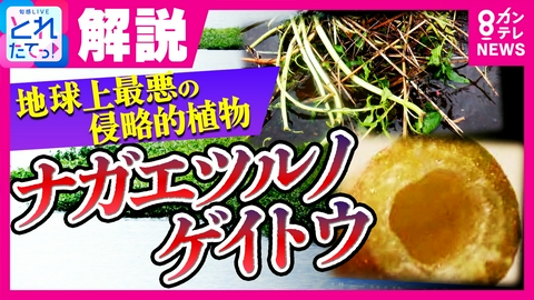 旬感LIVE とれたてっ！ 【異常事態】「とどめを刺される思い」千葉･印旛沼の堤防決壊で“地球上最悪の侵略植物”ナガエツルノゲイトウが水田に侵食 東京都内でも増殖中