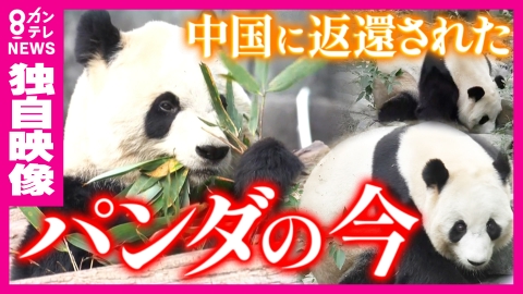 newsランナー 町長「“ポストパンダ”に切り替えた」パンダが消えた和歌山県白浜町　次は温泉で勝負？“パンダロス”のアドベンチャーワールド…飼育スタッフが返還の舞台裏を打ち明ける