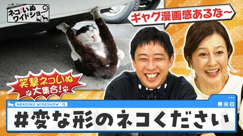ネコいぬワイドショー 変な形のネコください！一見ネコに見えない珍フォルム大集合/野犬・飼育放棄の連鎖を断つ「しつけ教室」の挑戦