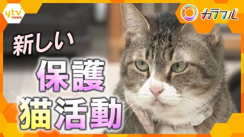 厳選！ytvニュース特集 6月13日(金)放送分 “身を切らない”保護猫活動