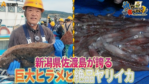 魚が食べたい！ ～地魚さがして3000港～ 佐渡島で絶品ヒラメとヤリイカ漁へ！
