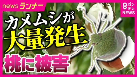 newsランナー 「カメムシが一晩でバケツが満タンに…」ことしは“カメムシ”大量発生のおそれ　桃も被害で農家が悲鳴　期待の“100%致死率”新たな駆除法「トロイの木馬型病原微生物」とは？