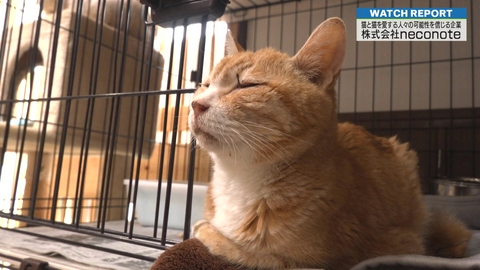 埼玉ビジネスウオッチ ビジネスの力で保護猫団体の持続的な運営を支援～株式会社neconote～