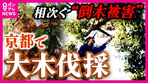 newsランナー 「切らないでほしい」vs「屋根がダメになる」住民意見は二分　全国で相次ぐ“倒木被害”　老木との共存に悩む京都