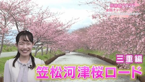 桜前線2026 全国キャスターリレー！ ～伝えたい！ふるさとの桜スポット～ 三重編「松阪市・笠松河津桜ロード」