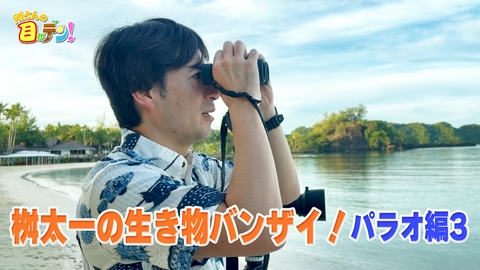 所さんの目がテン！ 桝太一がパラオで美しい鳥と世界三大奇虫ウデムシに出会う!