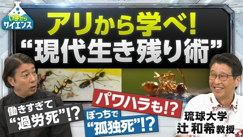 いまからサイエンス 【アリから学ぶ処世術】アリ社会にも過労死やパワハラがあった！ 琉球大学 辻和希教授