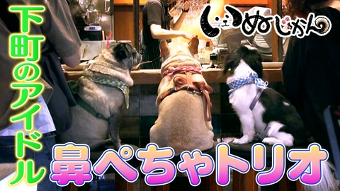 いぬじかん 下町のアイドル・鼻ぺちゃトリオに密着！飼育放棄されたワンコの物語