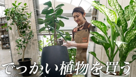 ララLIFE 山田優、でっかい植物を買う