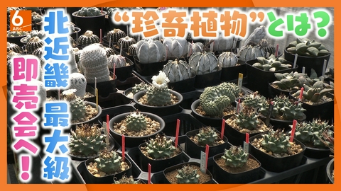 newsおかえり 【関西見聞録】なぜ”珍奇植物”に人は魅せられるのか？　北近畿最大級の即売会「BOTANIC BOMB」へ潜入